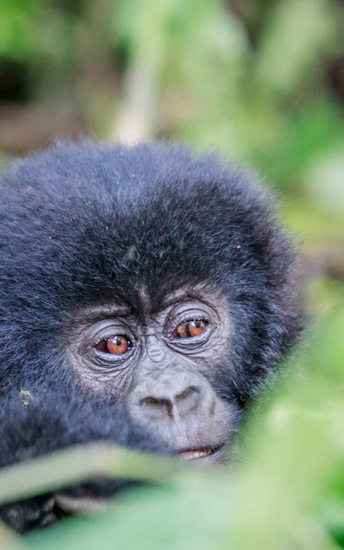 Baby gorilla, Virunga National Park, Democratic Republic of Congo