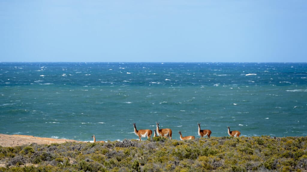 Bahia Bustamante, Guanacos, Patagonia, Argentina
