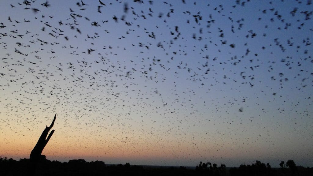 Bat migration, Kasanka National Park, Zambia