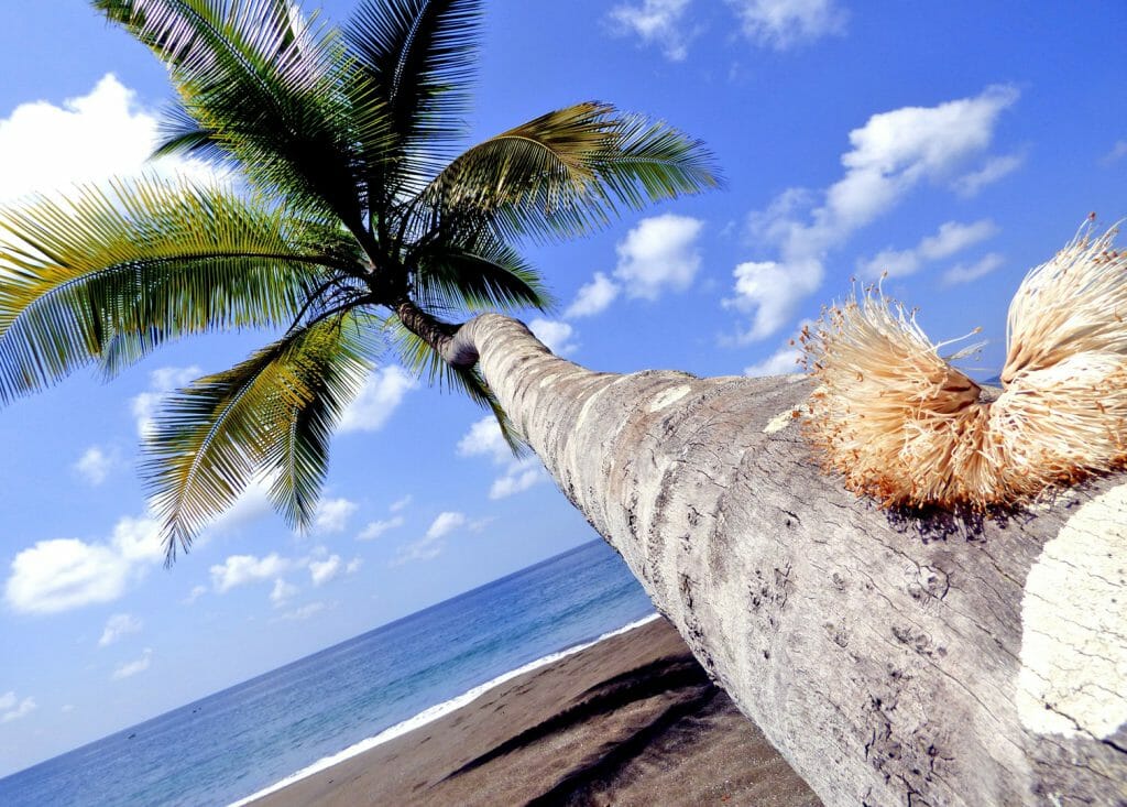 Beach palm tree, Casa Corcovado Lodge, Osa Peninsula, Costa Rica