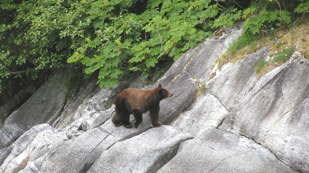 Bears, Alaska, United States