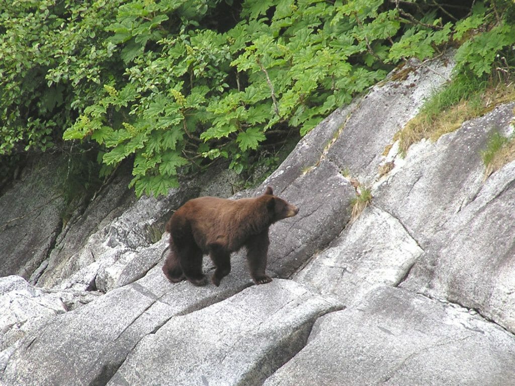 Bears, Alaska, United States