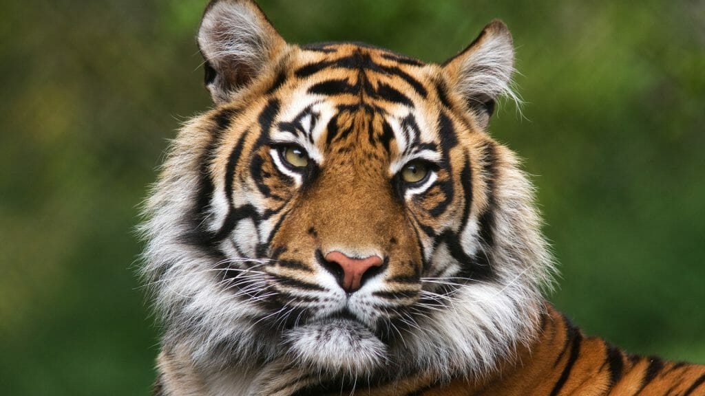 Bengal Tiger, India