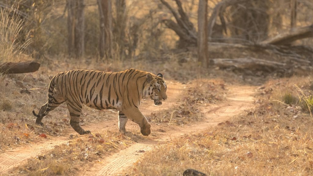 Bengal Tiger, Satpura National Park, India