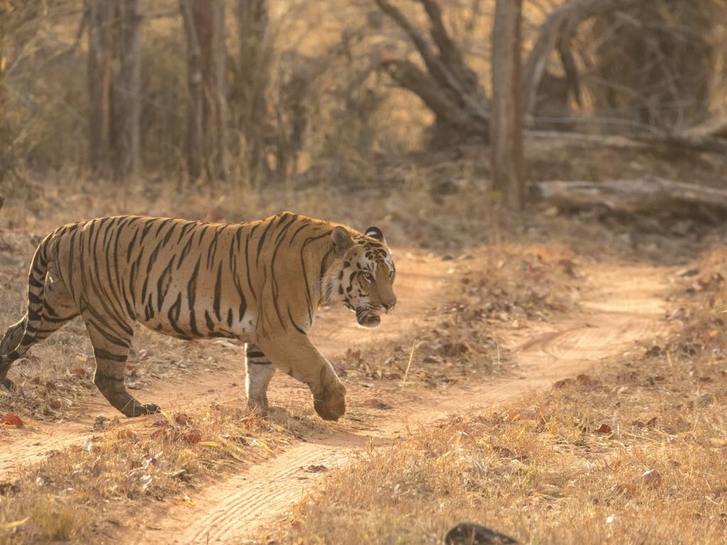 Bengal Tiger, Satpura National Park, India