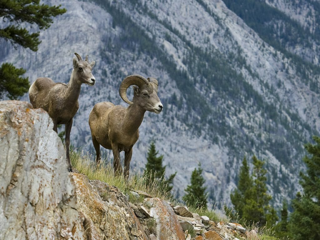 Bighorn Sheep, Banff National Park, Canada