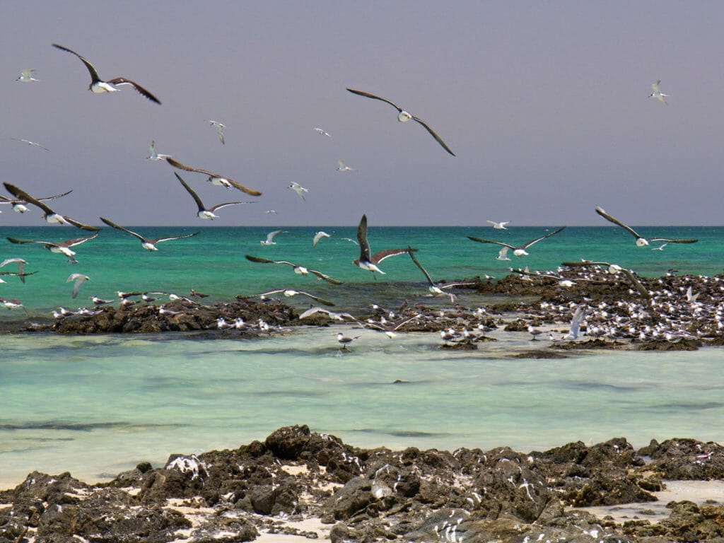 Birds on the beach, Masirah Island, Oman