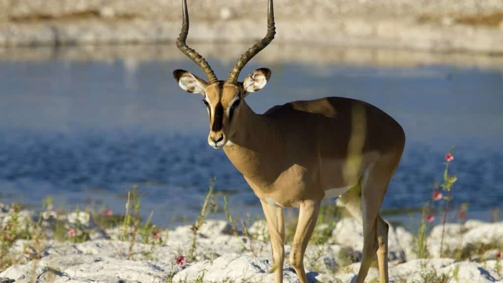 Black Faced Impala, Etosha National Park, Namibia