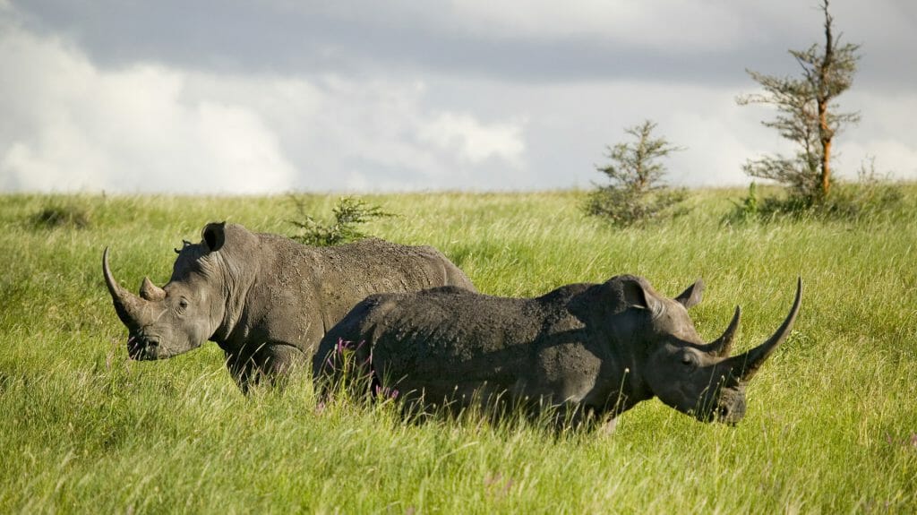 Black rhinos, Lewa, Laikipia, Kenya