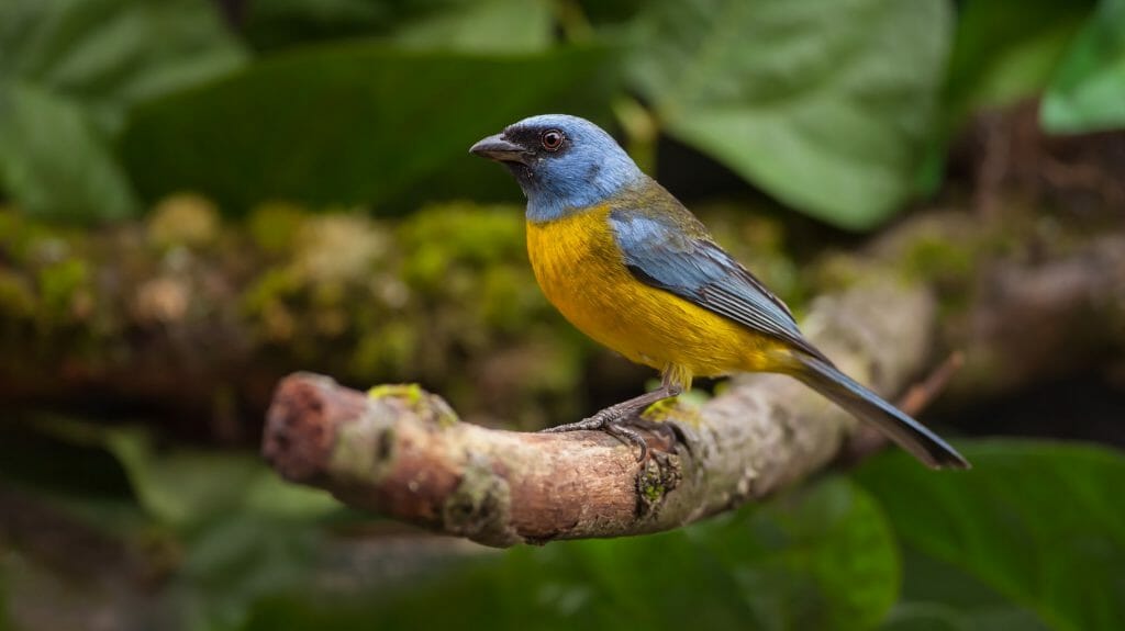 blue and yellow tanagers, Argentina