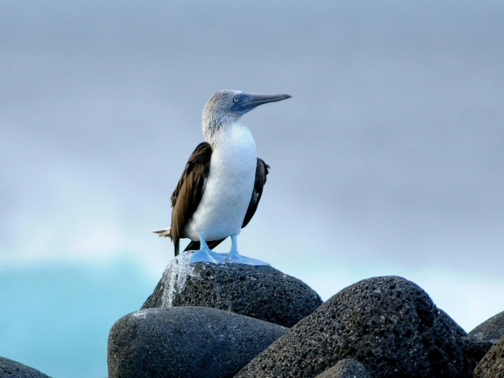 Blue footed boobie, Galapagos
