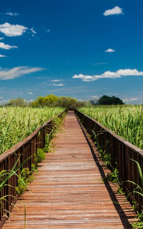 Boardwalk over wetlands in Nature Reserve Esteros del Ibera, Argentina