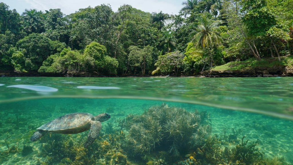 Sea turtle in the waters of Bocas del Toro