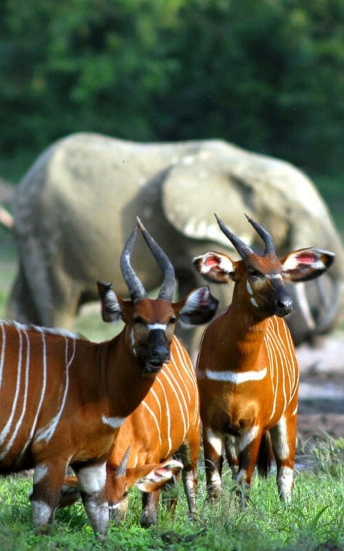 Bongo antelope, Dzanga Bai, Dzanga Sangha Reserve, Central African Republic