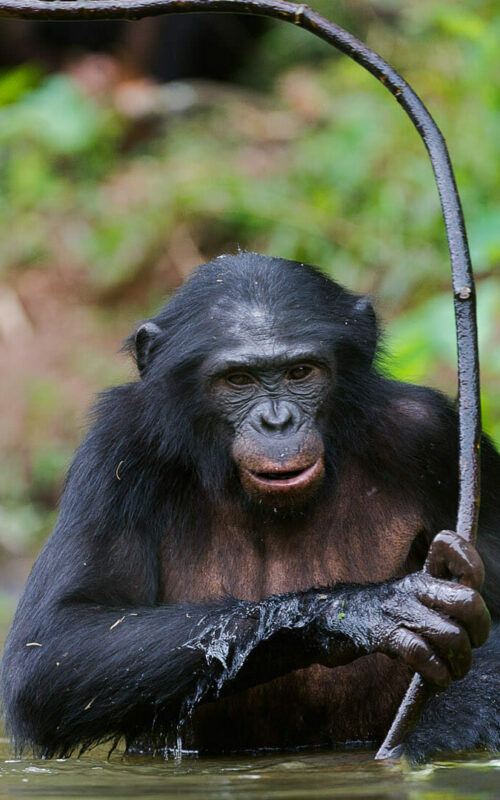 Bonobo with Stick, Democratic Republic of the Congo