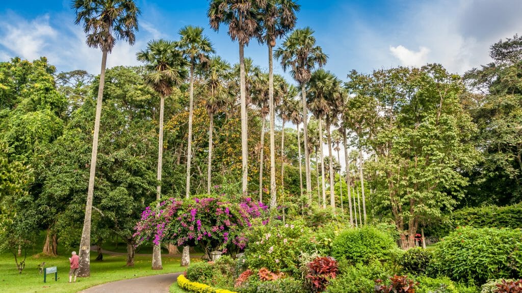 Botanical Gardens, Kandy, Sri Lanka