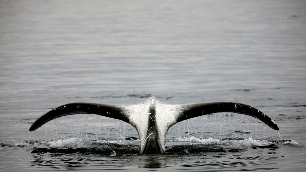 Bowhead Whale Tail, Aasiaat, Greenland