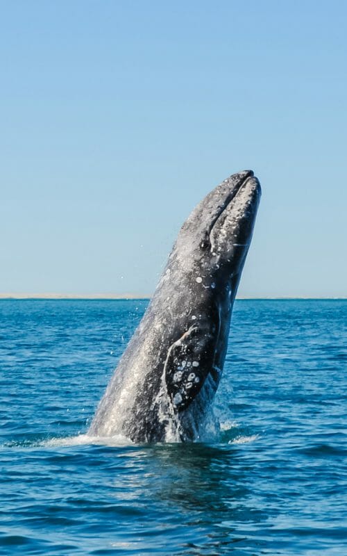 Breaching Grey Whale, Mexico