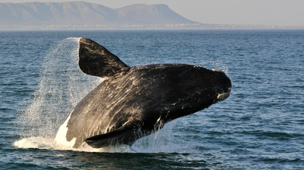 Breaching Southern Right Whale, Cape Town, South Africa