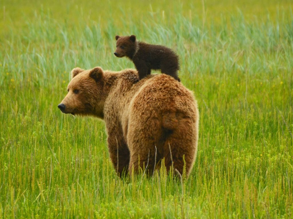 Brown bear and cub, Alaska