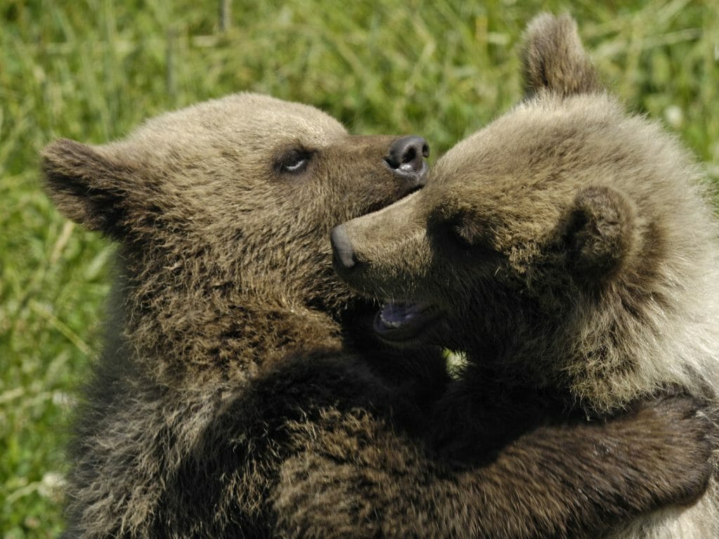 Brown Bear Cubs, Sweden