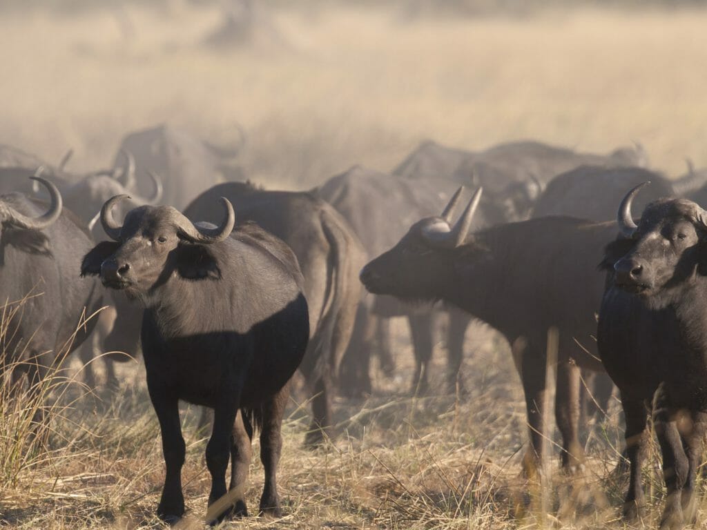 Buffalo herd, Okavango Delta, Botswana