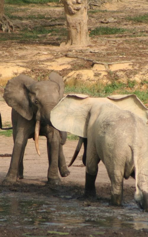 Bull elephants stand off, Dzanga Bai, Dzanga Sangha, Central African Republic