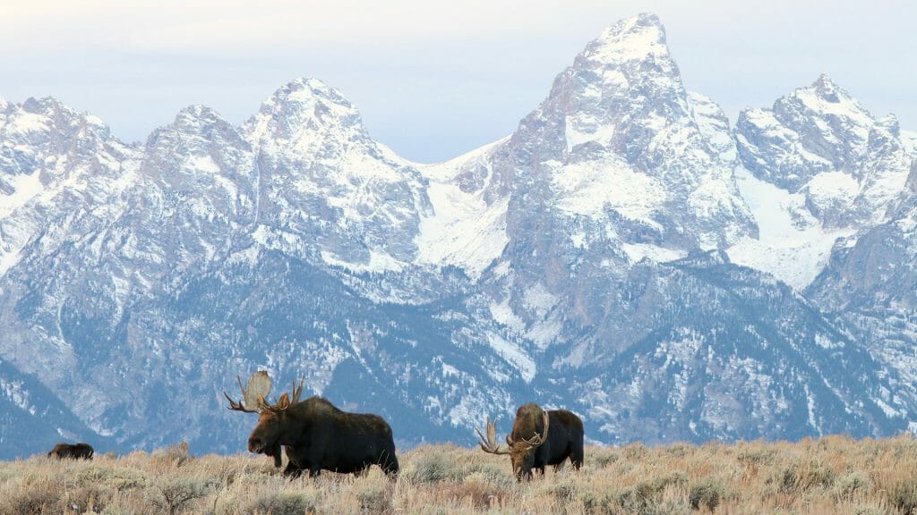 Bull Moose, Grand Teton National Park, USA