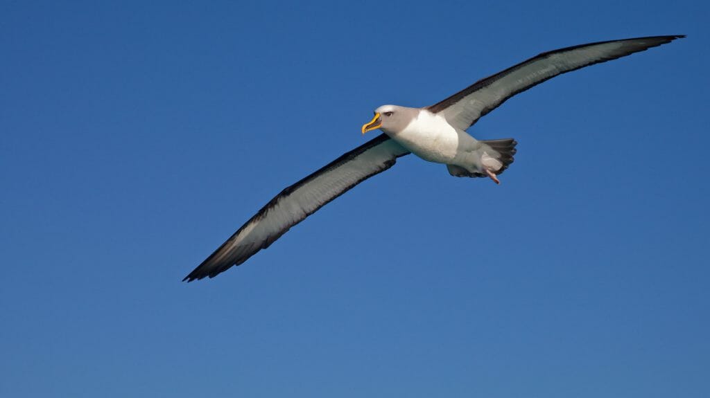 Bullers Albatross, Kaikoura, New Zealand