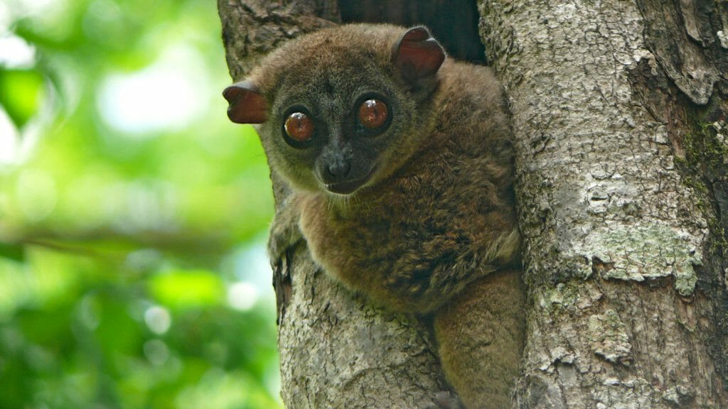 Bush Baby, Kirindy, Madagascar