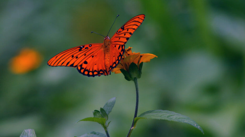 Butterfly, El Salvador