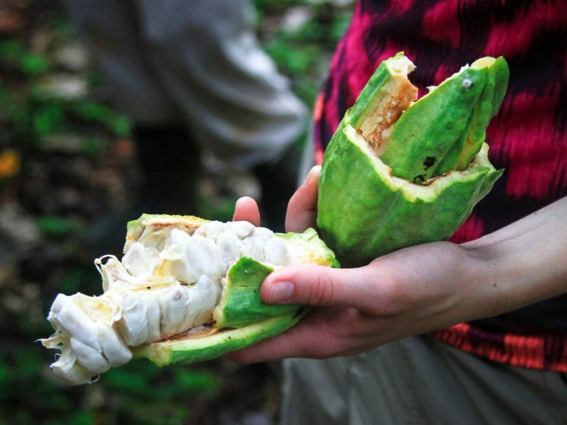 Cacao pod in Belize