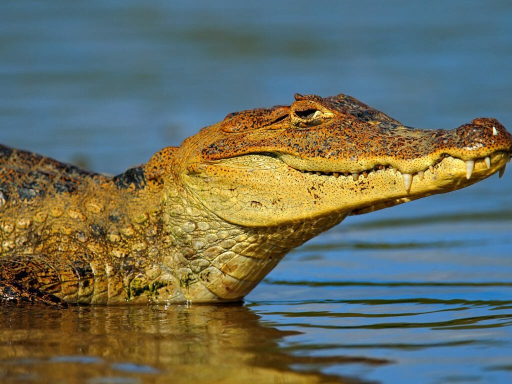 Caiman, Cano Negro, Costa Rica