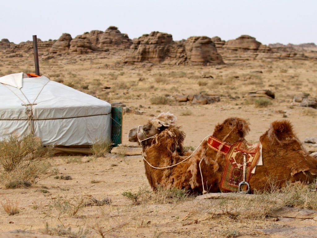 Camel laid down by traditional ger tent amidst rocky desert landscape.