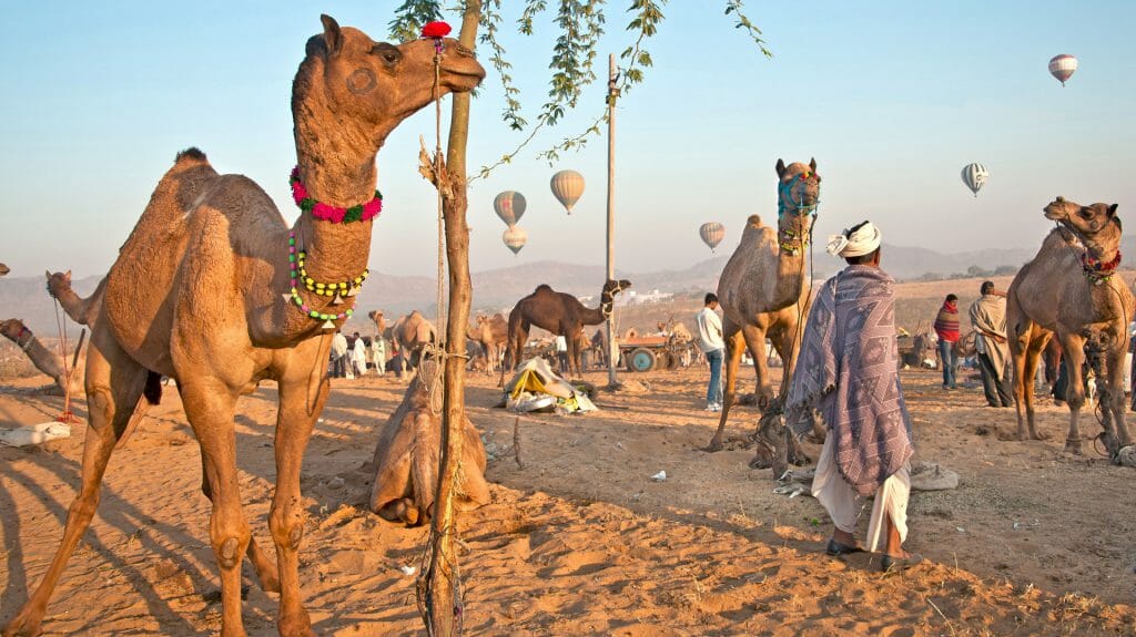 Camel Festival, Pushkar, Rajasthan, India