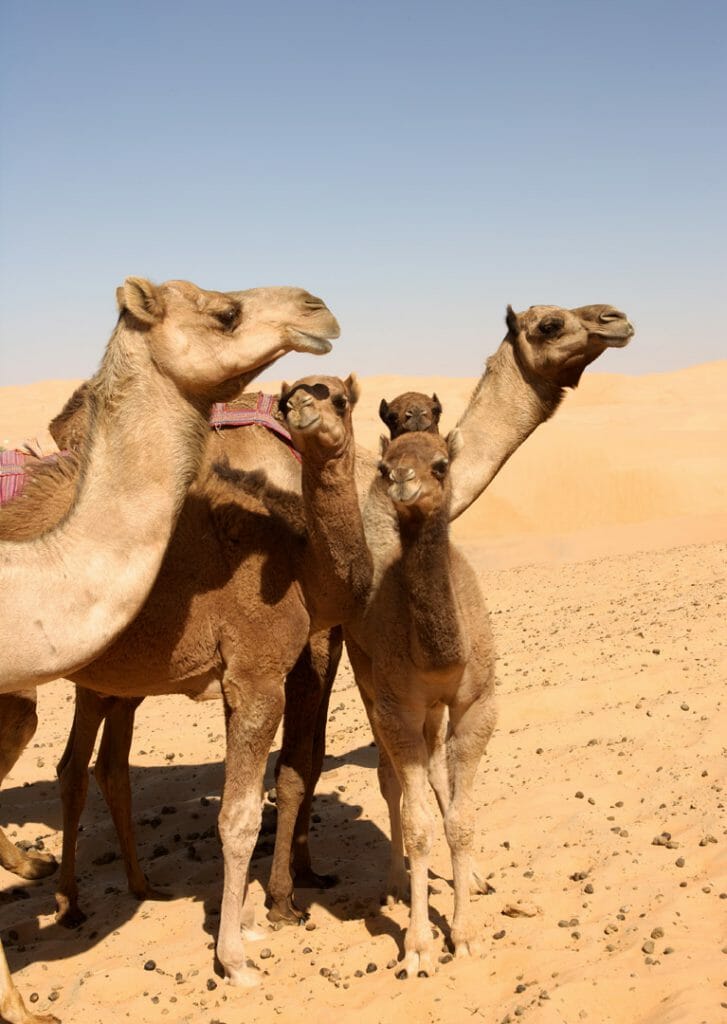 camels in the Rub al Khali or Empty Quarter, Straddling Oman, Saudi Arabia, the UAE and Yemen