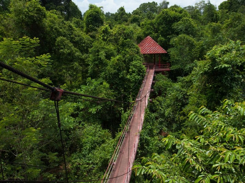 Canopy walk in the primary rainforest, Danum Valley, Malaysia