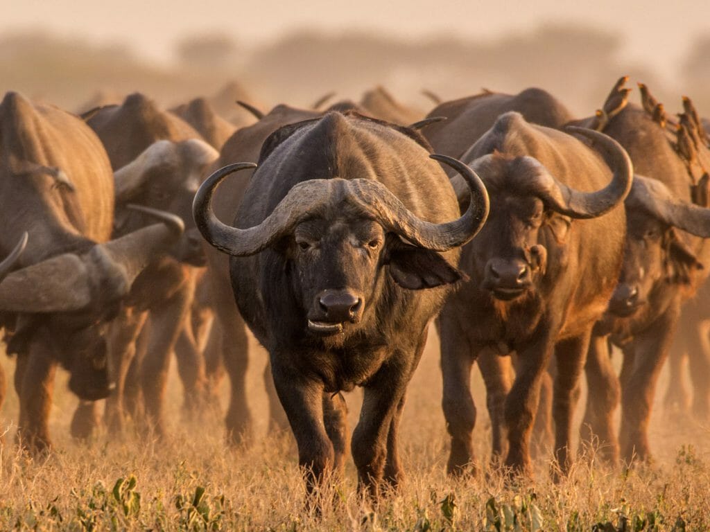 Cape buffalo, Kruger National Park, South Africa