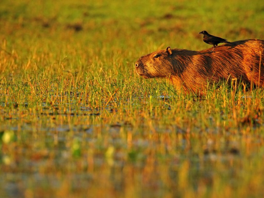 Capybara, Ibera Wetlands, Argentina