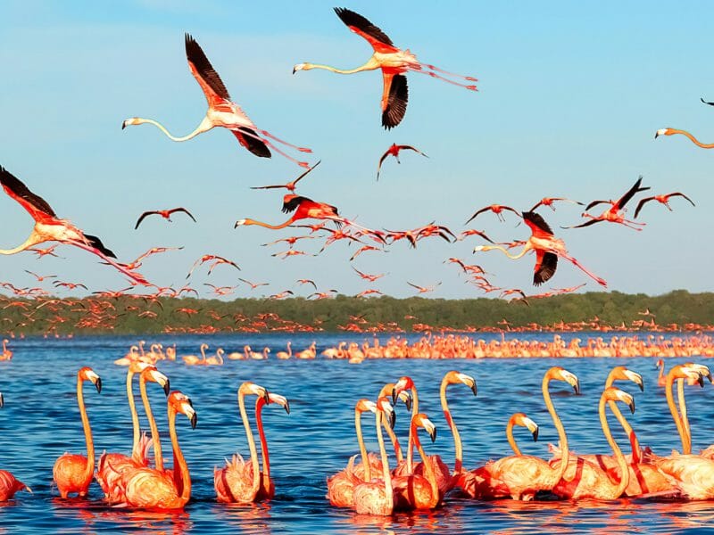 Flamingo colony