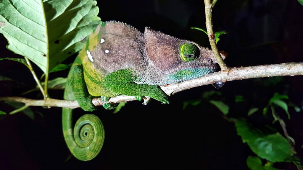 Chameleon at night, Ranomafana, Madagascar