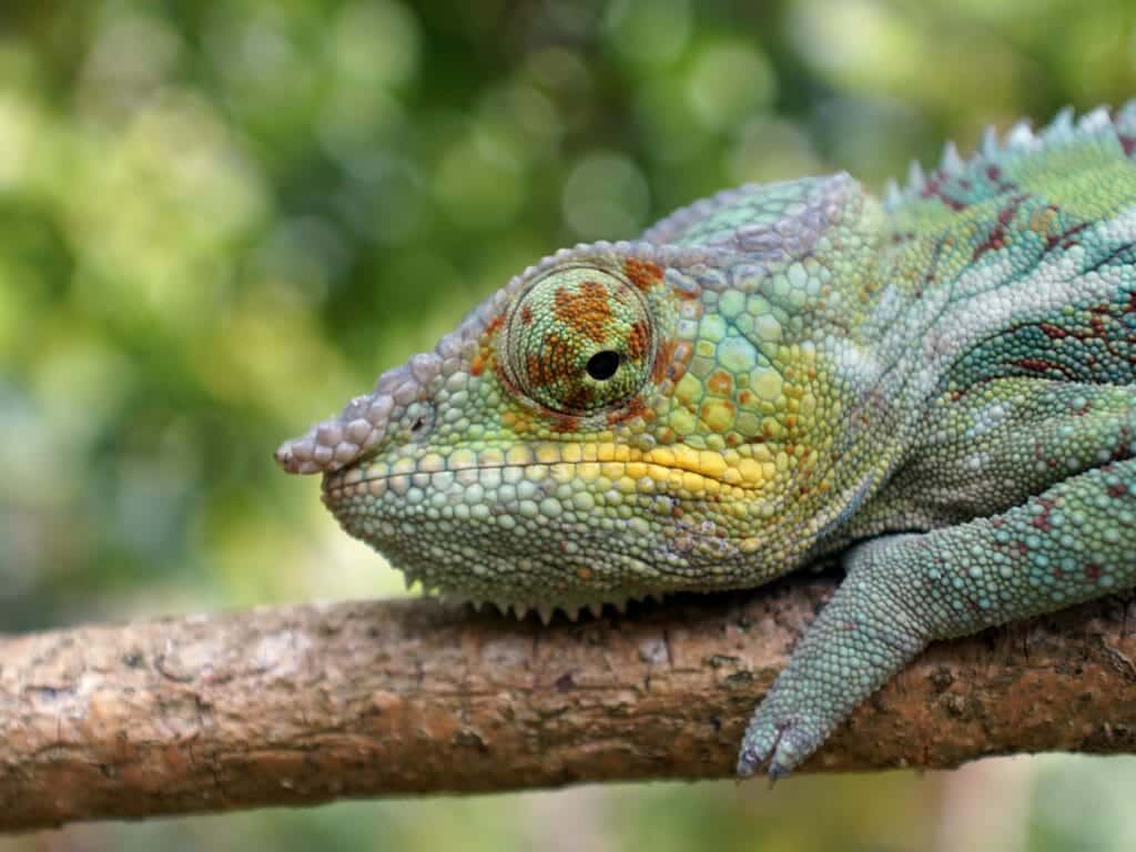 Chameleon in a tree, Andasibe Mantadia, Madagascar