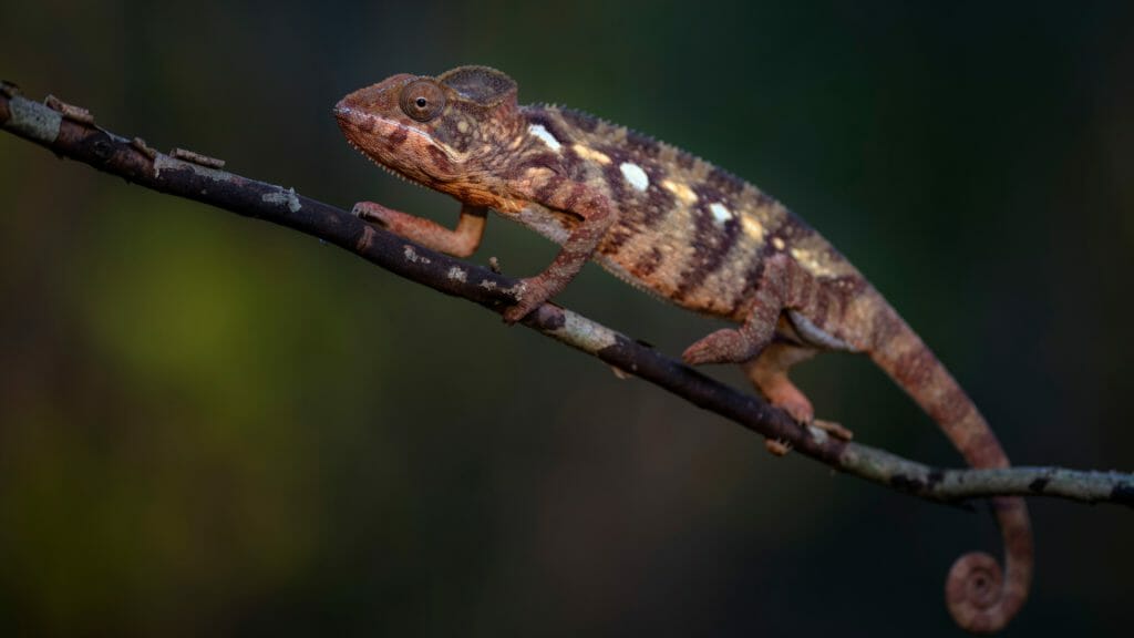 Oustalet's chameleon, Kirindy, Madagascar