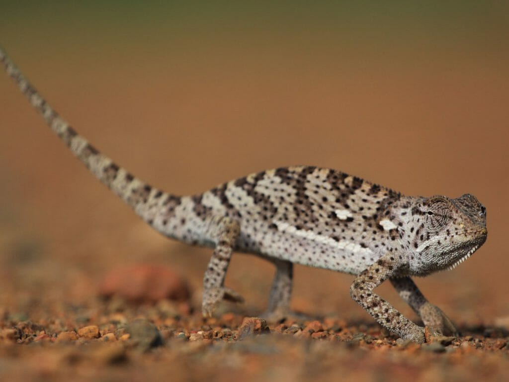 Chameleon, Madikwe Game Reserve, South Africa