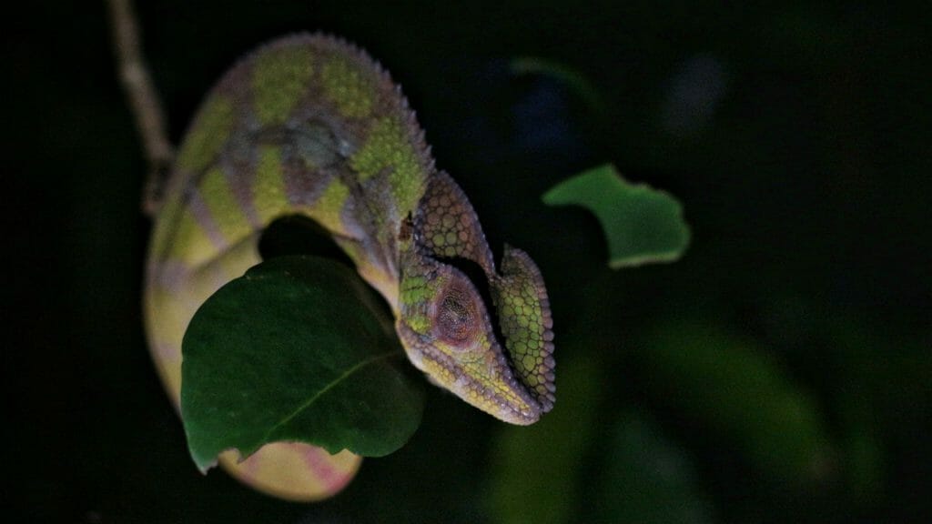 Chameleon at night, Madagascar