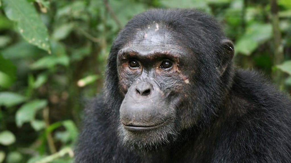 Chimp, Kibale, Uganda