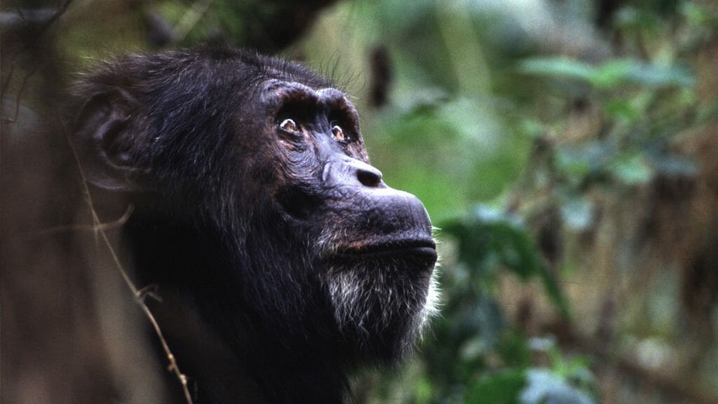 Chimpanzee Portrait, Kibale Forest, Uganda