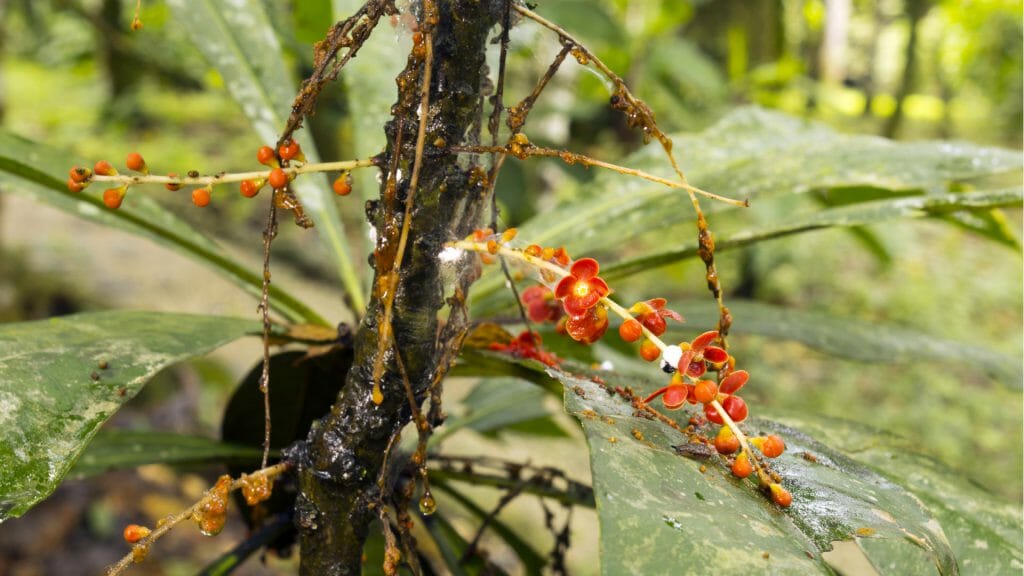 Clavija procera, snake bite remedy, Ecuadorian Amazon