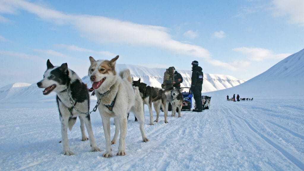Dog Sledding, Spitsbergen, Svalbard