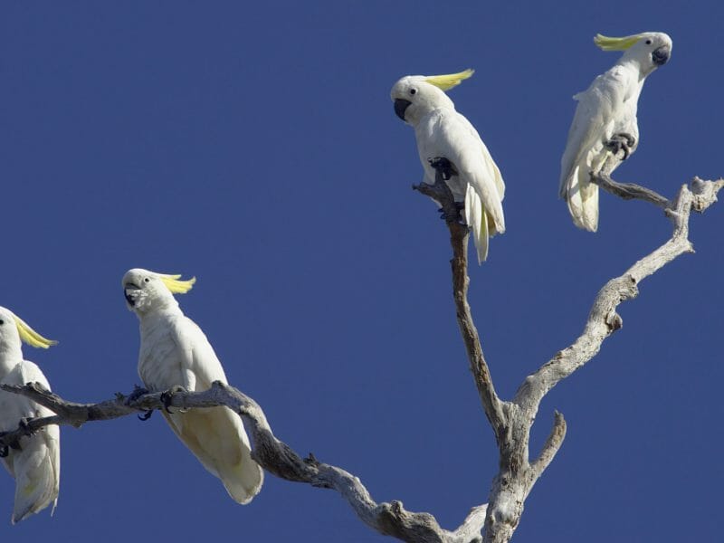 Cockatoo Birds, Bamurru Plains, Mary River, Kakadu, Norther Territories, Australia